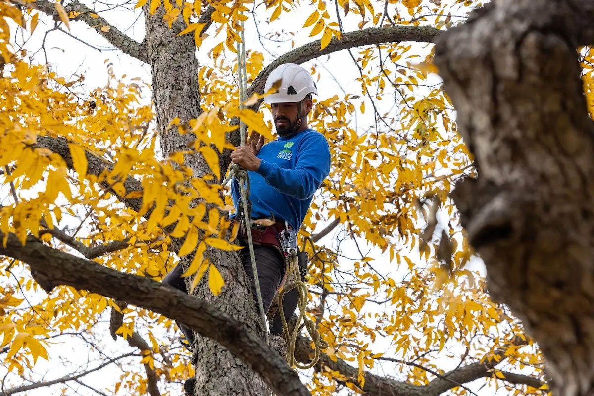Skilled Tree Planing crew working in Pahrump